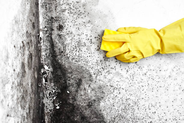 Fort Belvoir, VA Mold Remediation Company