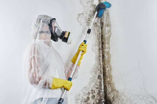 Best Attic Mold Remediation in Fort Belvoir, VA