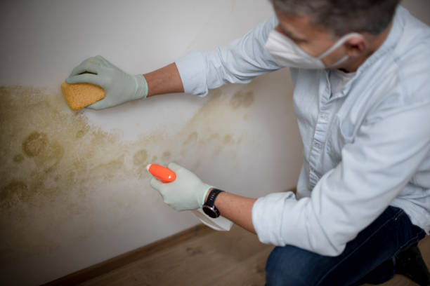 Best Attic Mold Remediation in Fort Belvoir, VA