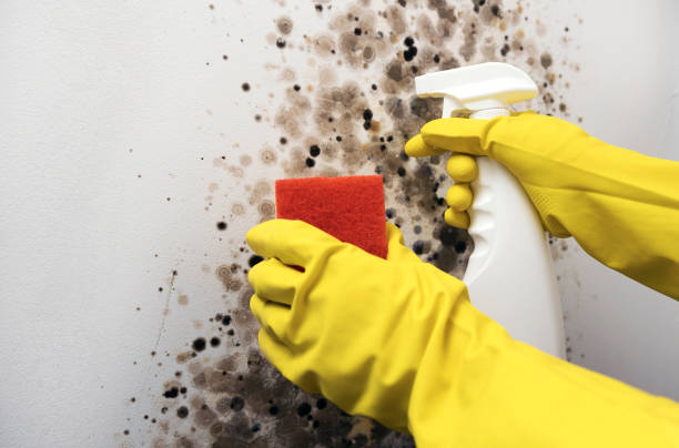 Best Bathroom Mold Remediation in Fort Belvoir, VA