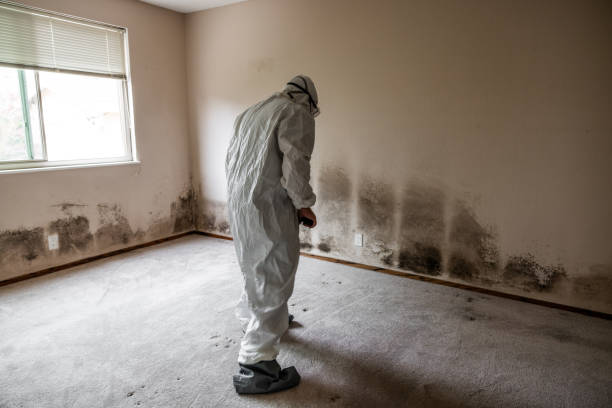 Best Mold Remediation for Specific Building Types in Fort Belvoir, VA